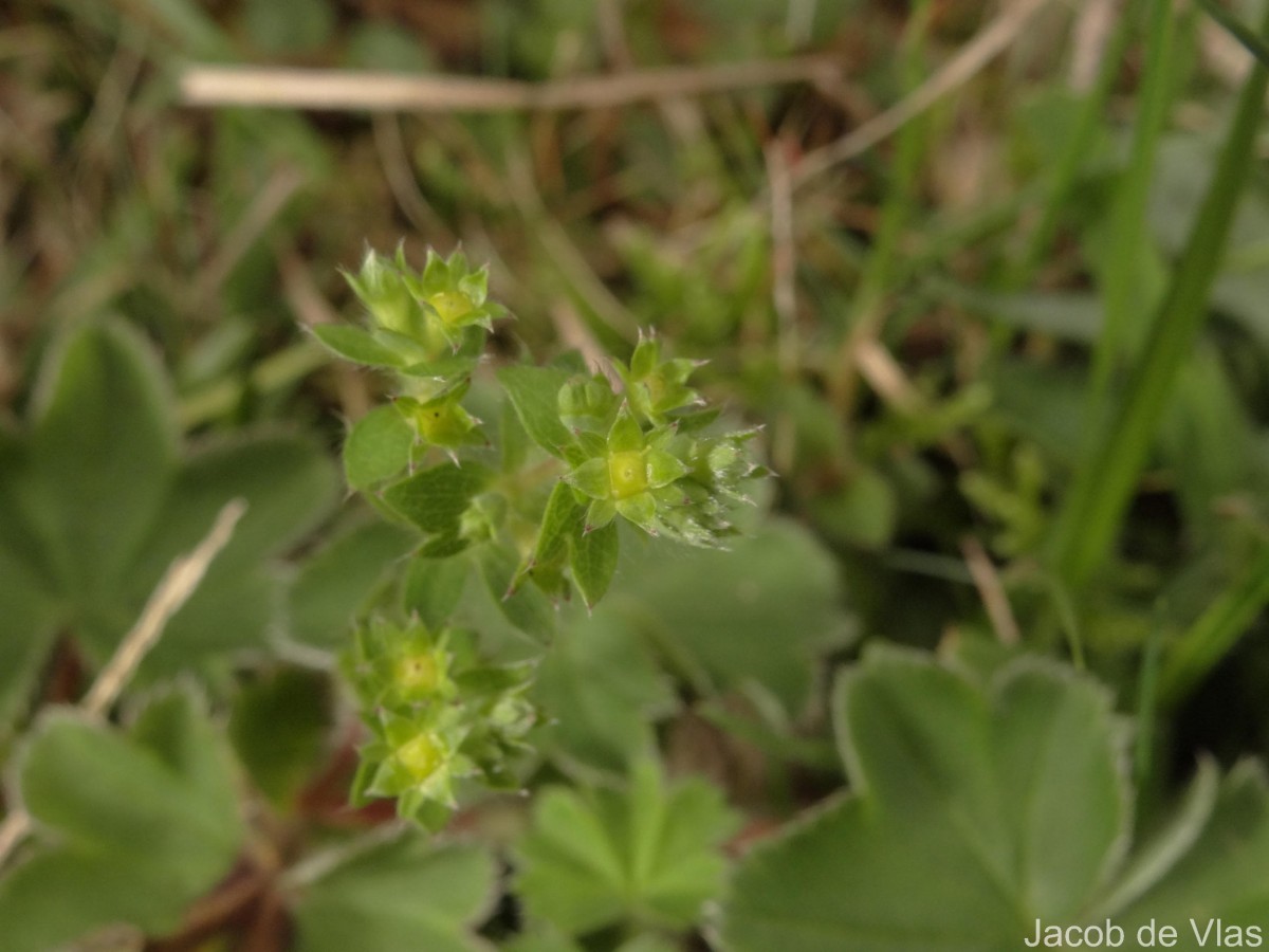 Alchemilla indica Gardner